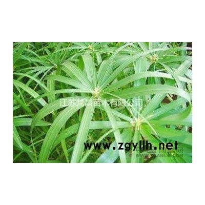 2019年江苏红花刺槐 香花槐新报价