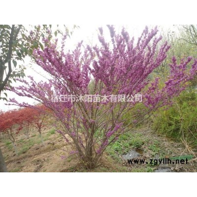 黄金竹价格_黄金竹图片_黄金竹产地_黄金竹基地
