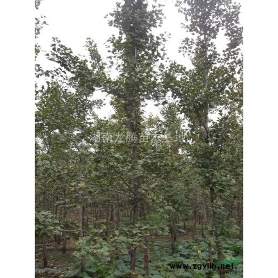 湖南造型榆树 杜英、桂花、红枫、白玉兰、罗汉松