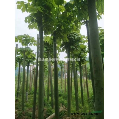 黑麦草草坪价格_黑麦草草坪产地_黑麦草草坪草皮苗圃基地