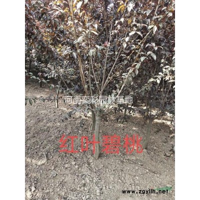 河南红叶李行情报价/图片展示