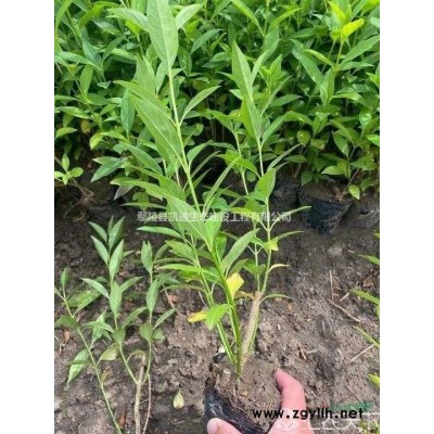 夹竹桃  红花夹竹桃