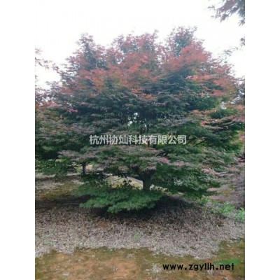 供应晚樱优品普贤象与菊花樱7到12公分