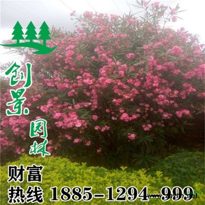 精品美人梅_价格_图片_产地报价表-