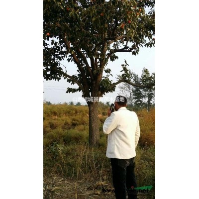 白皮松高50公分冠幅50公分白皮松图片50公分占地白皮松详情