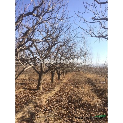 7公分8公分9公分10公分苹果树价格·全冠苹果树报价苹果树