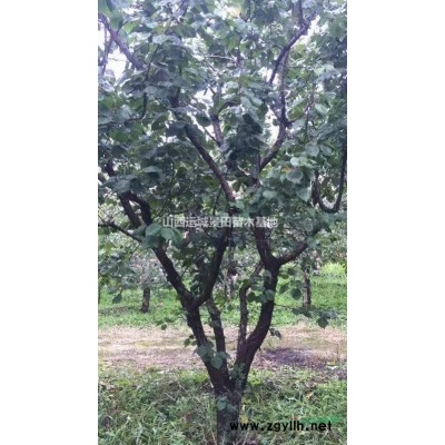 现在*新山楂树价格·现在山西*新山楂树详情·现在8公分山楂树