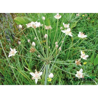 麦冬草、沿阶草、书带草、麦门冬、寸冬