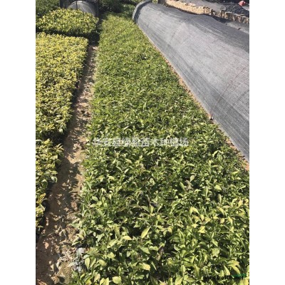 福建小叶榄仁20公分