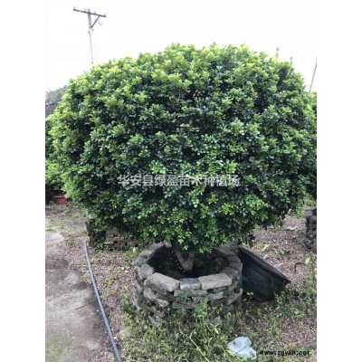 优质特价黄花槐产地直销 价格实惠