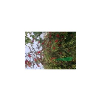 福建蒲葵*新报价/蒲葵图片