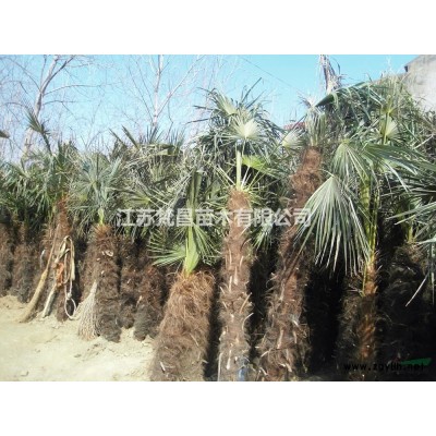 优质特价扁柏 侧柏 江苏侧柏 侧柏基地 江苏扁柏产地直销