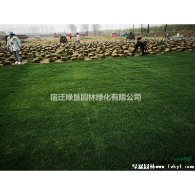 草坪 草皮 百慕大草坪 结缕草草坪基地