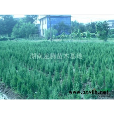 湖南供应各种规格的杜英 杜英小苗