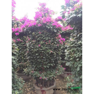 霸王棕行情报价\霸王棕图片展示