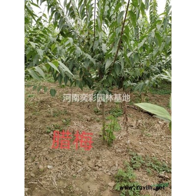 自销香花槐