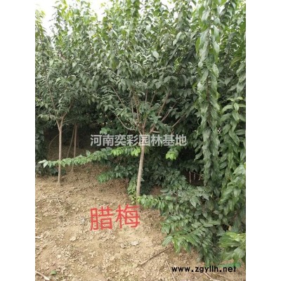 河南桧柏种植基地,桧柏行情价格,桧柏苗圃直供