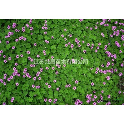 江苏蜀桧 蜀桧价格哪里好/哪家便宜