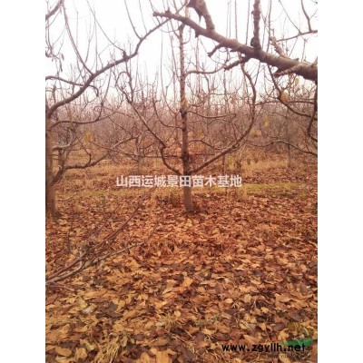 10公分苹果树图片12公分苹果树详情·10公分苹果树价格更新