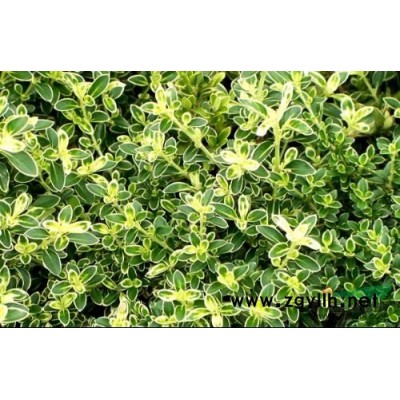 小蓝花鸢尾报价/浙江小蓝花鸢尾报价