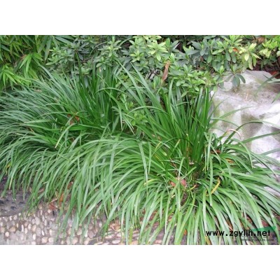 浙江五叶地锦*新报价/五叶地锦图片