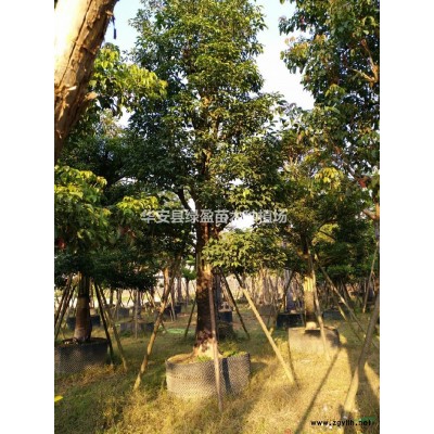 福建供应火山榕规格*