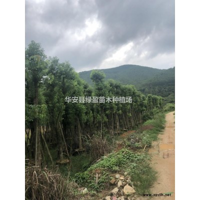 福建黄花槐批发/供应 来电咨询有折扣