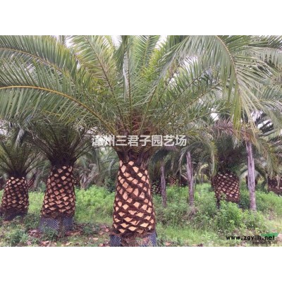 漳州红皮榕（红榕）