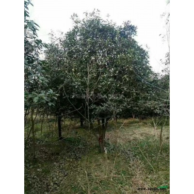 江苏沭阳红叶石楠球介绍/特征/用途