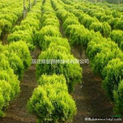 红叶石楠球80冠幅、1米冠幅、1.2米冠幅、1.5米冠幅大量