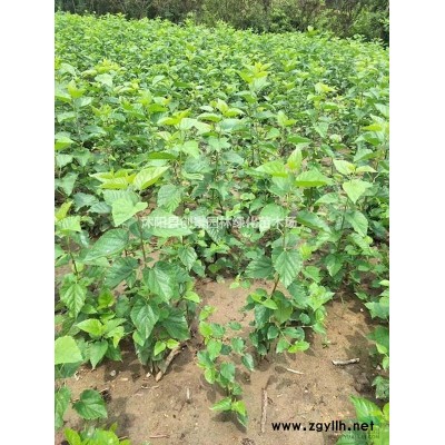 【豆瓣黄杨】基地常年供应优质豆瓣黄杨 苗圃基地直销 价格低_