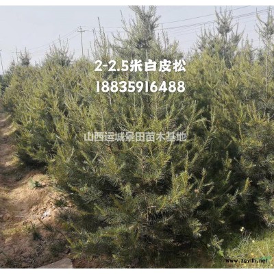 50公分白皮松苗·50公分白皮松价格价格·供应50公分白皮松