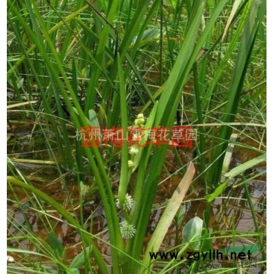 浙江紫叶美人蕉