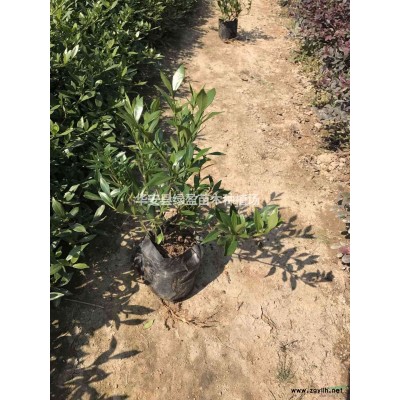 福建供应金桂 桂花 规格* 基地直供 量大从优