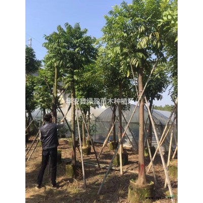 福建鸡蛋花批发/供应