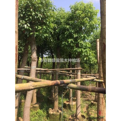 福建黄金宝树新报价 咨询绿盈苗木