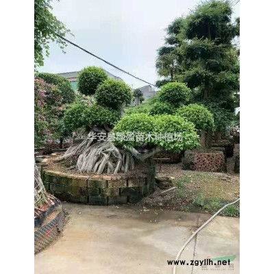 大小规格黄金宝树基地 福建直供 价格实惠