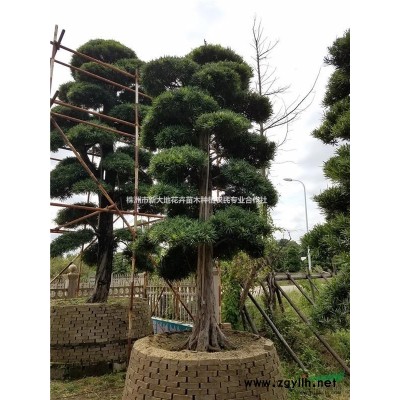 湖南杜鹃小苗基地供应杜鹃扦插苗%优质杜鹃小苗价格%杜鹃球价格
