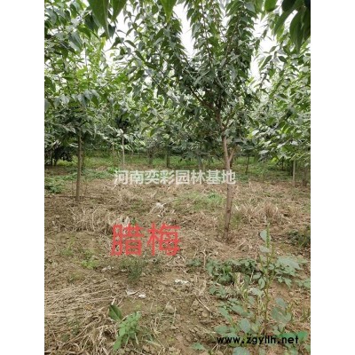 河南栾树 黄山栾树  鄢陵栾树报价