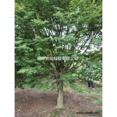 供应石榴与香泡规格10--22公分