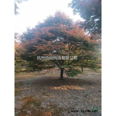 供应精品美人梅8-22公分