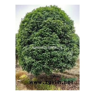 供应8一15公分杨梅出售