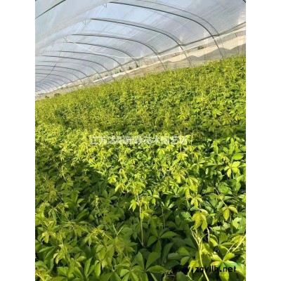 多年生黑麦草 一年生黑麦草种子价格 优质黑麦草种子批发