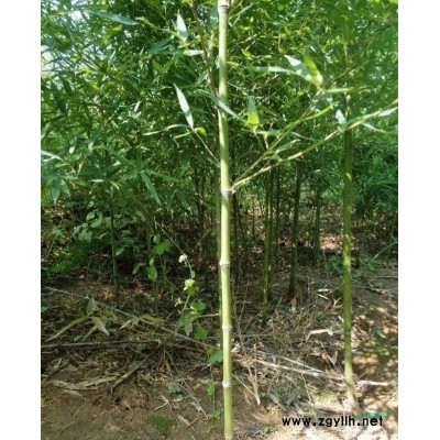 【绣线菊】绣线菊_报价表_图片_产地行情-地被灌木