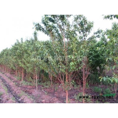 紧急处理50公分白皮松_50公分白皮松价格_山西运城市白皮松