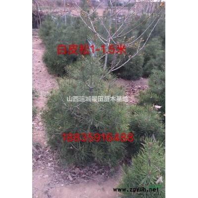 大苹果树15公分量大·15公分苹果树·15公分全冠苹果树价格