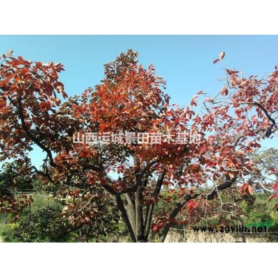 胸径8公分苹果树价格·苹果树价格·8公分苹果树山西*新价格
