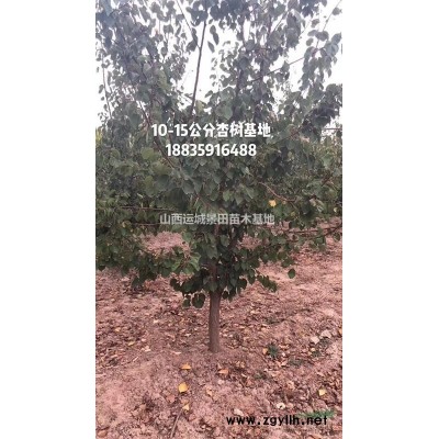 50公分白皮松单价格·60公分白皮松图片70公分白皮松详情供