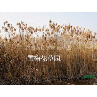 浙江白花鸢尾信息