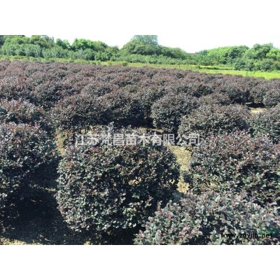江苏供应碧桃规格* 碧桃基地 碧桃价格